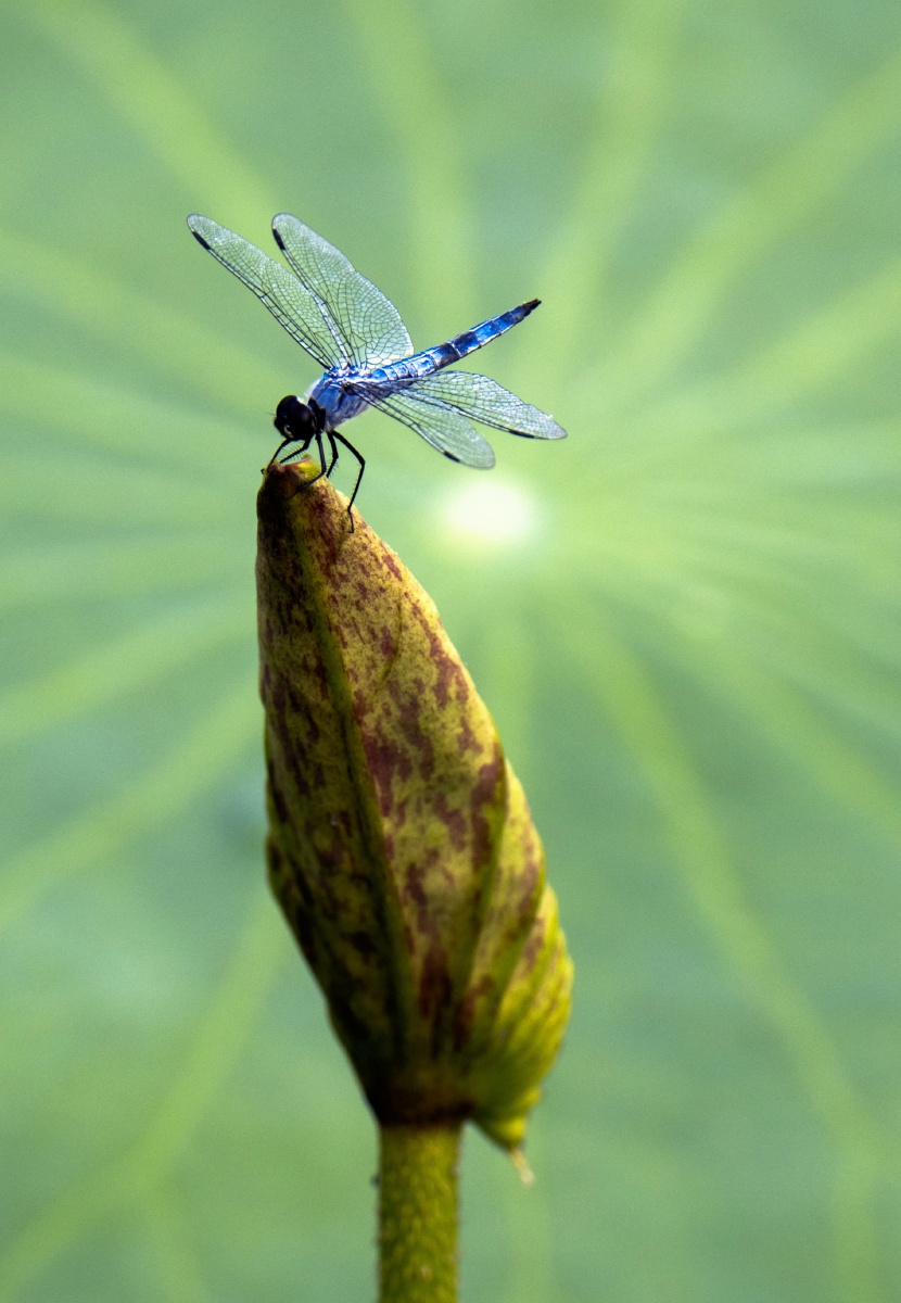 乐仙蜻蜓空中体操 - 平澹知道 - 图虫