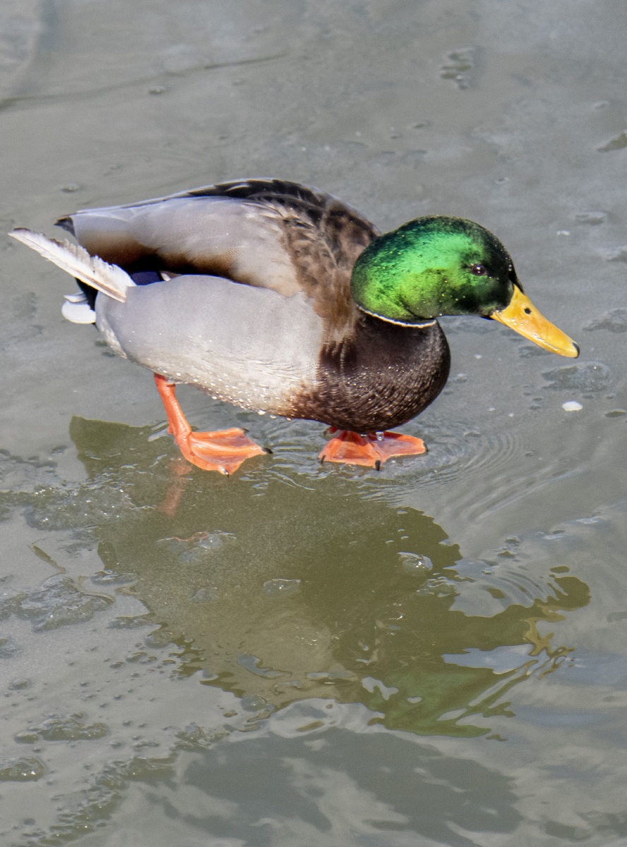 绿头鸭薄冰觅食
