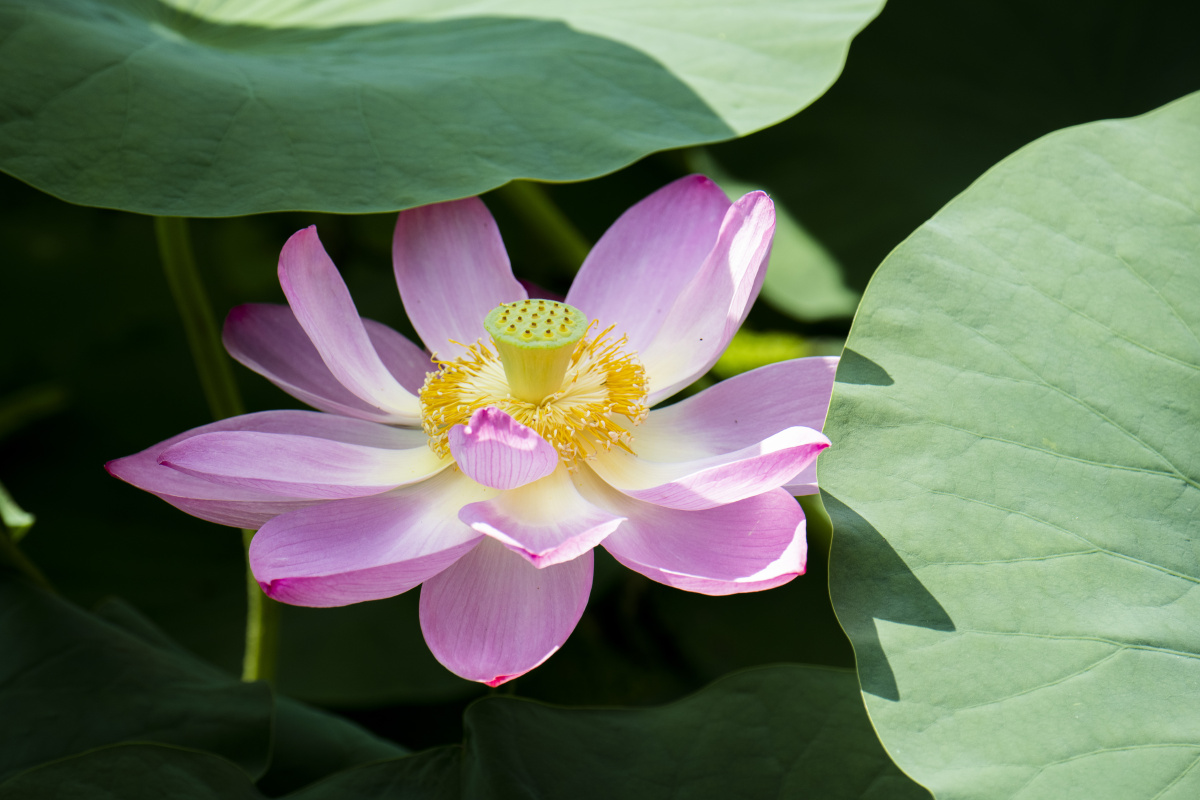 荷叶庇荫夏荷娇艳