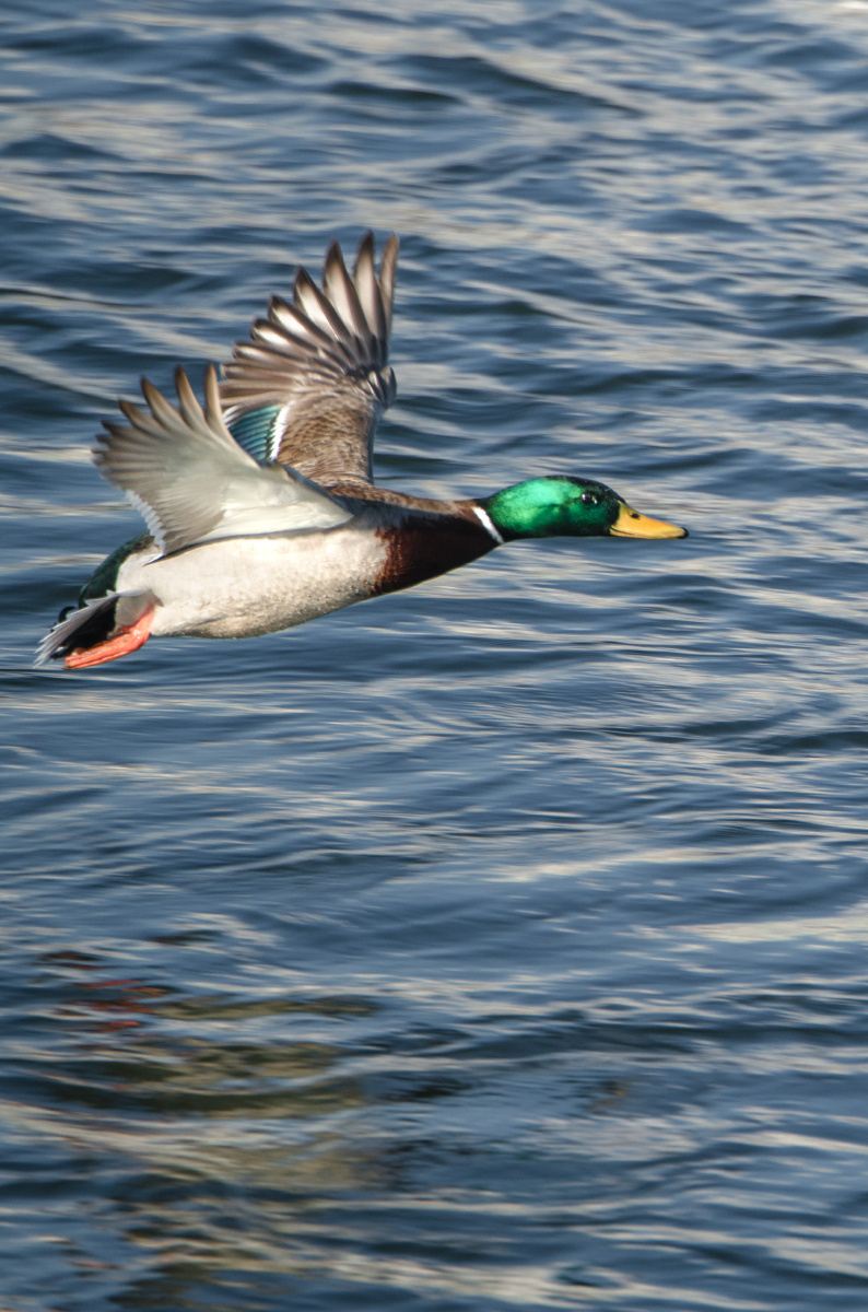 飞行中的绿头鸭寒冬吉林松花江长白岛一只绿头鸭低空盘旋掠过江面