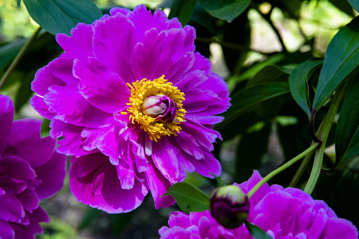 怒放的红芍药,惊艳了时光.