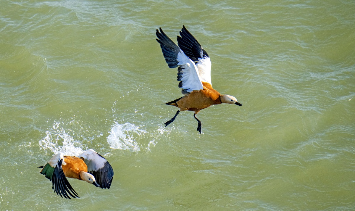 吉林寒冬,松花江上,两只赤麻鸭,如影随形,展翅飞翔.