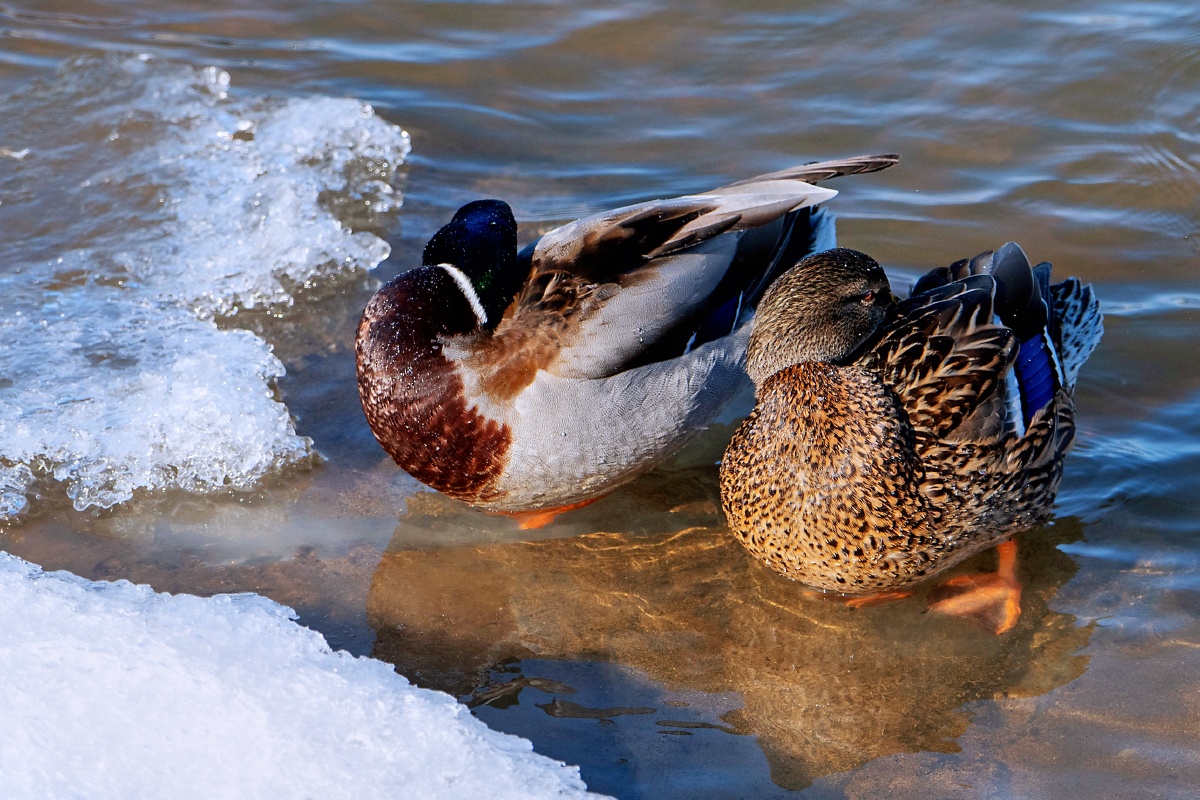 一对绿头鸭相依小憇