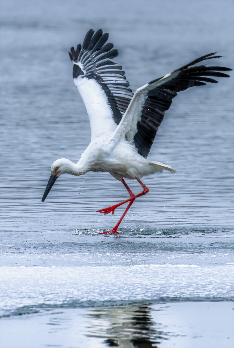 中华白鹳61将飞未翔寒冬吉林松花江上一只中华白鹳在水中嬉戏一足