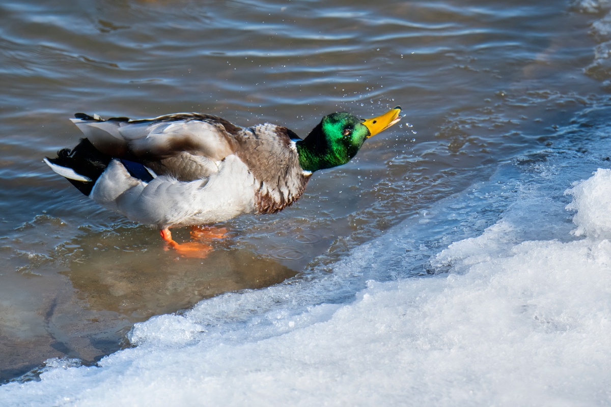 寒鸭戏水寒冬吉林松花江长白岛一只绿头鸭在冰水之间畅玩嬉戏黄喙含水