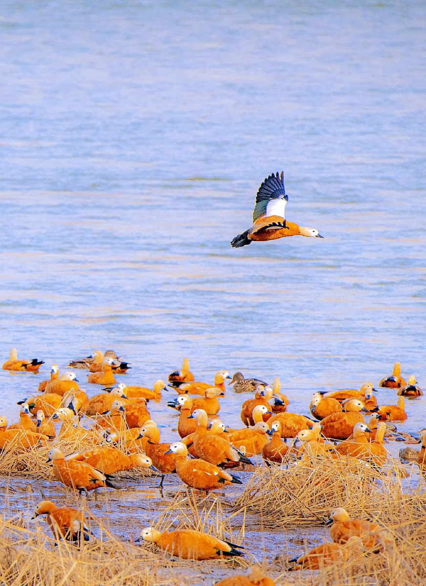 每年冬季,有几千只候鸟到吉林长白岛越冬,其中绝大多数是赤麻鸭.
