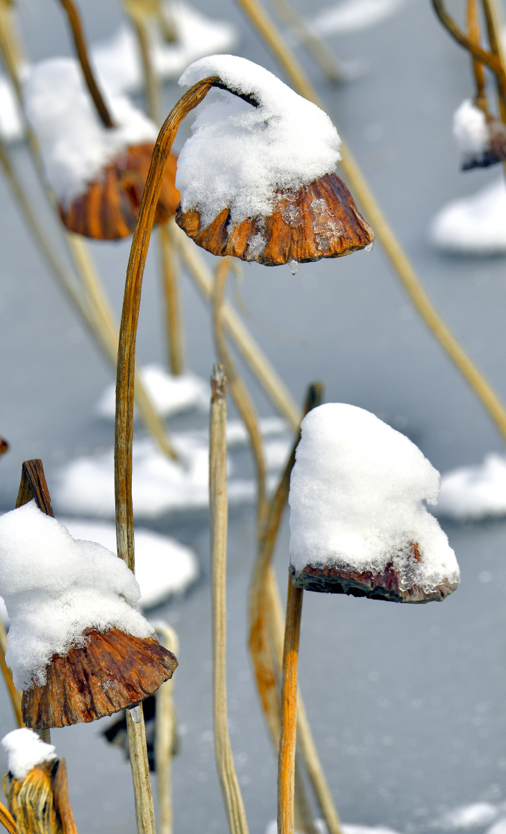 寒塘雪荷