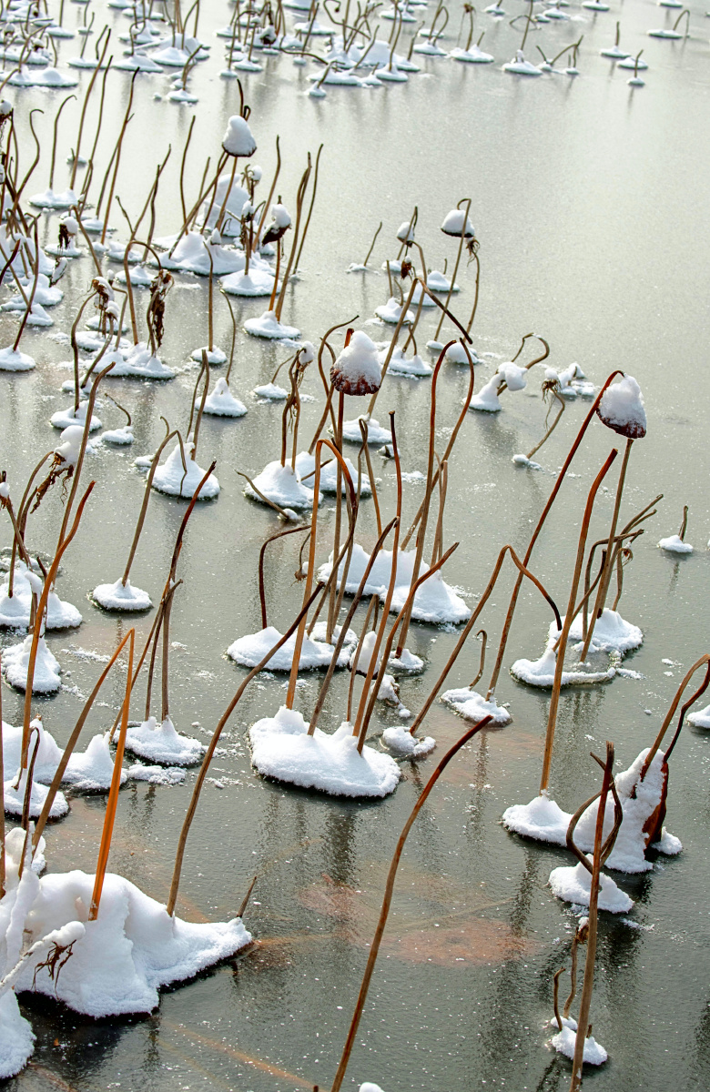 2020年11月21日,吉林喜降初雪,江滨公园"荷塘"结了一层薄冰,冬荷枯萎