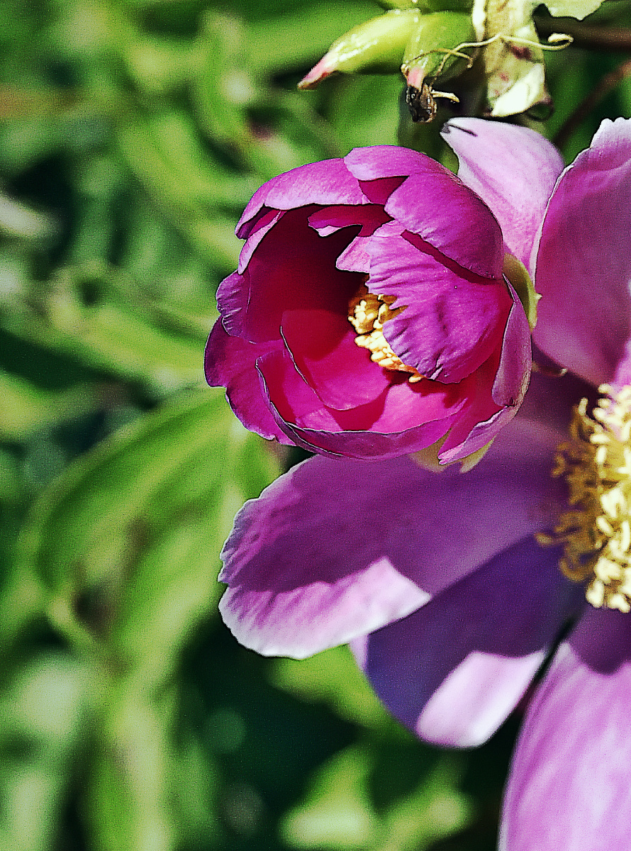 紫芍药 - 平澹知道 - 图虫