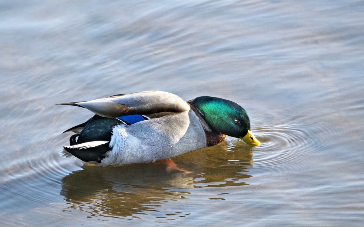 绿头鸭寒江饮水
