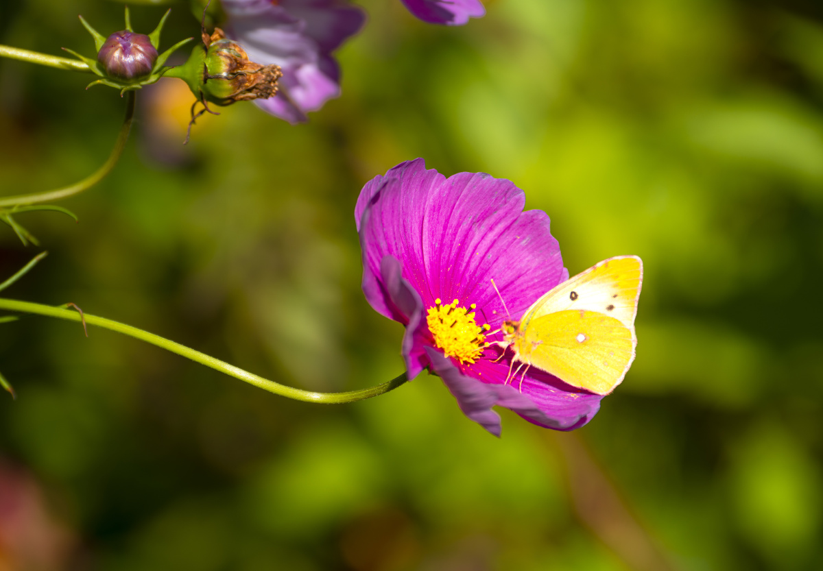 晚秋,一只橙黄豆粉蝶,落在粉红色的秋英上,吸食花蜜.