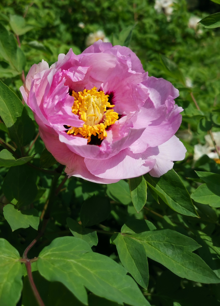 国色天香粉牡丹