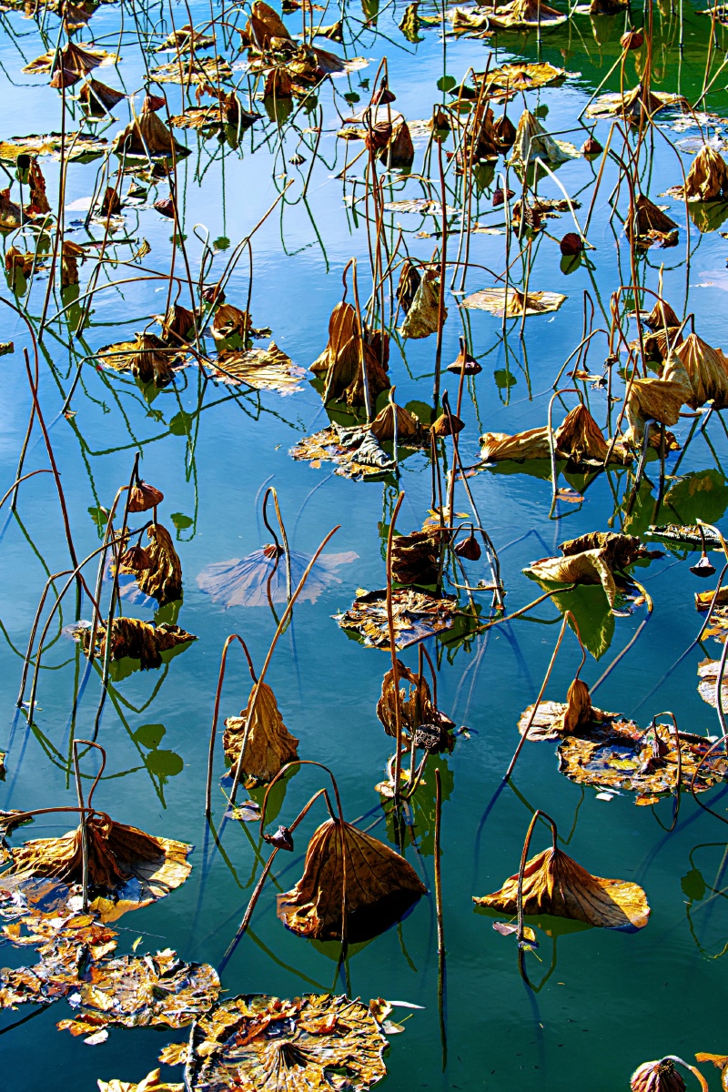 晚秋荷塘,水明如镜,天光荷影,色彩斑斓.