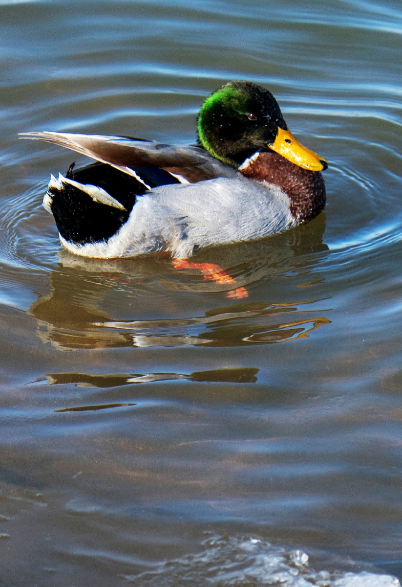 绿头鸭划水嬉戏