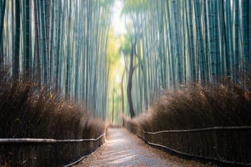 日本京都岚山嵯峨野的竹林