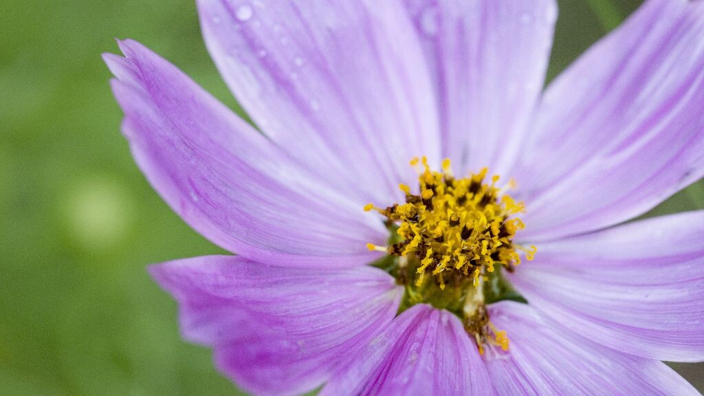 雨后 在绿园拍到的 格桑花