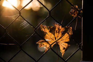 _DSC4266
