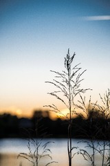 _DSC4287