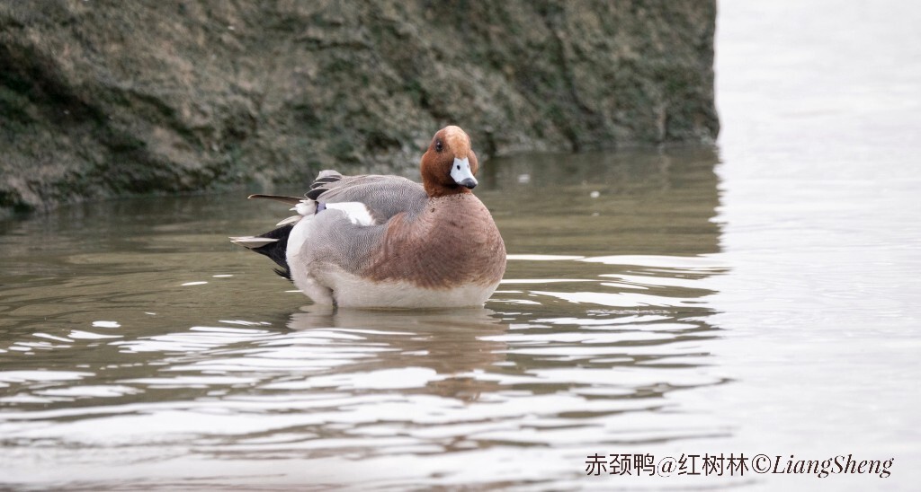 天然水鸭和养殖水鸭的区别,水鸭与外国鸭的区别