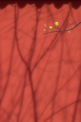 咏春1