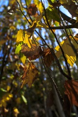 MA_J0011