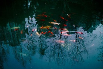 SDIM0285