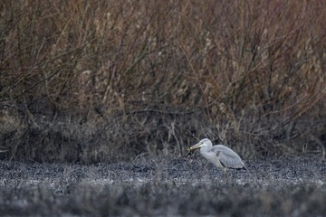 _DSC0623x