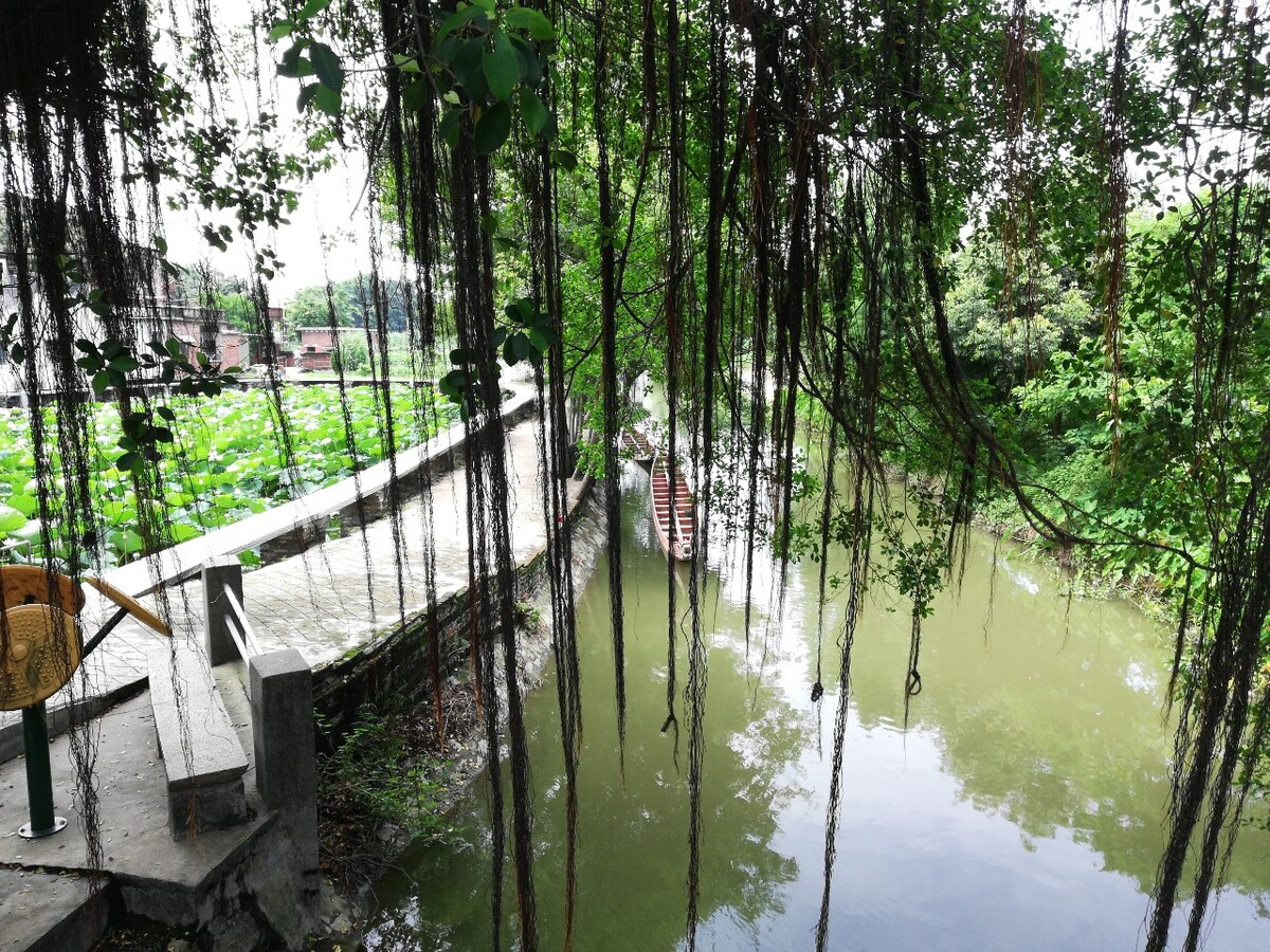 乡情(拍于古劳水乡)。