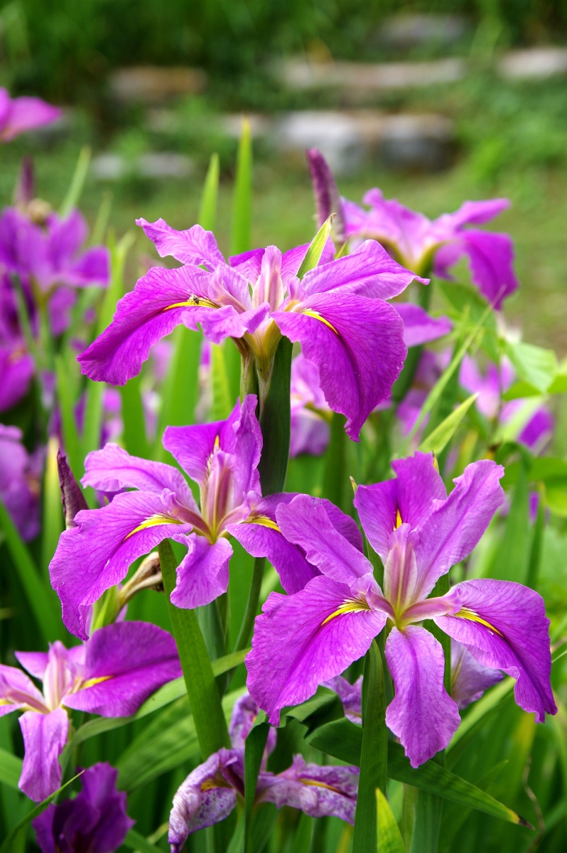 各种花