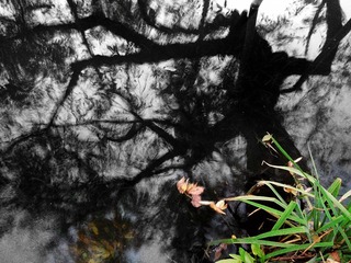 西湖苏堤 (9)