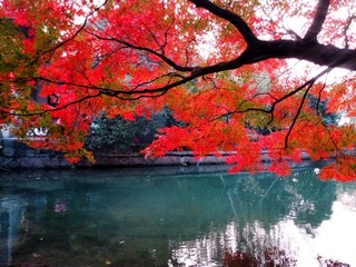 西湖苏堤 (4)