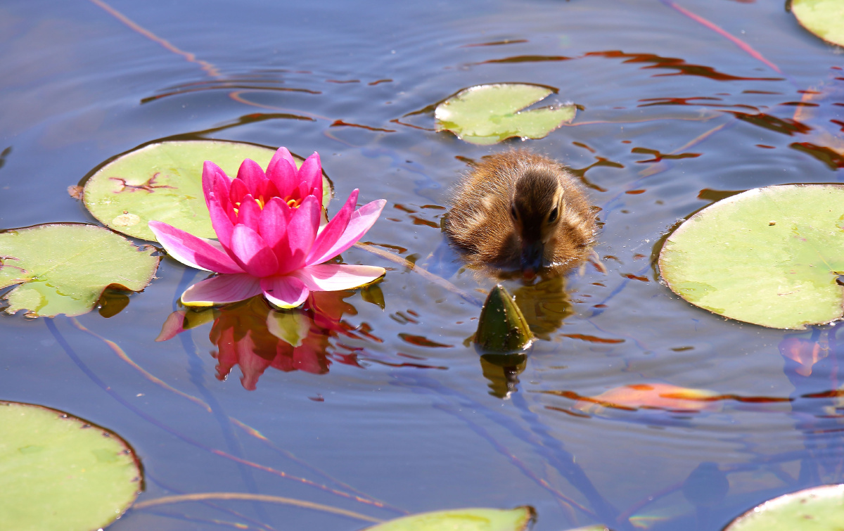 一群小鸳莺在睡莲池中安家了