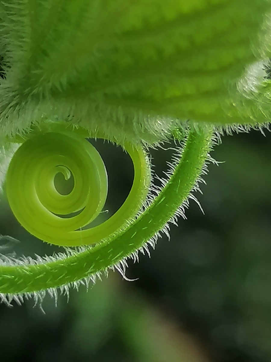 菜园的黄瓜秧藤蔓,卷成了规则的同心圆
