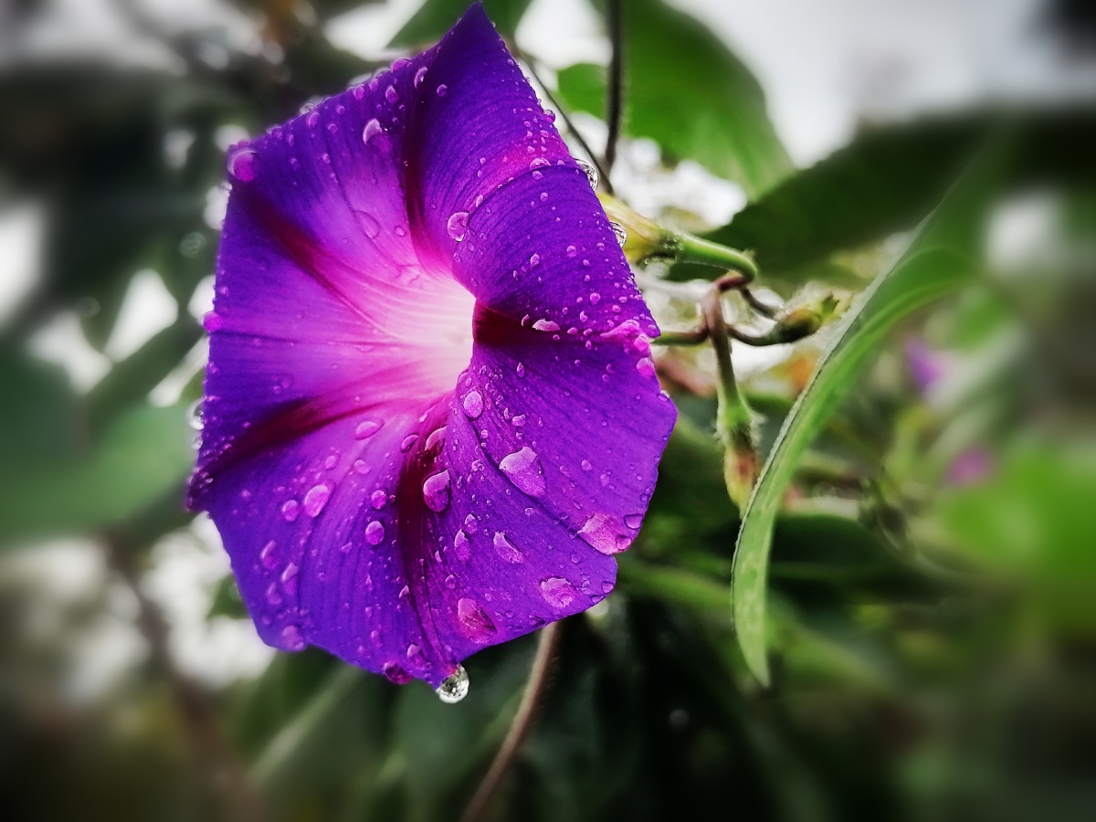雨中的牵牛花