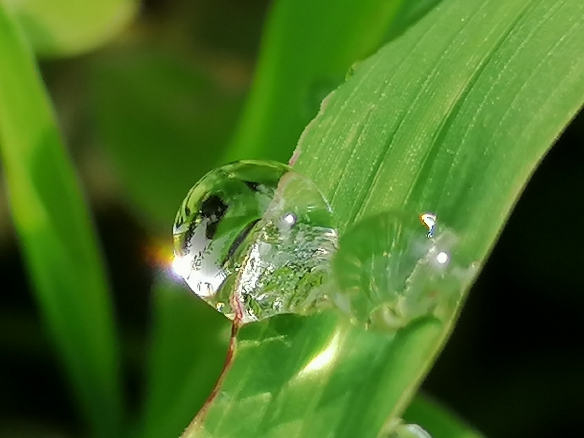 草叶上的露珠在阳光的照射下折射出迷人的多彩霞光