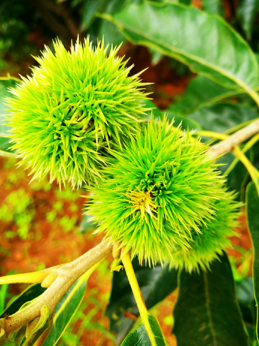 盛夏的果实~板栗