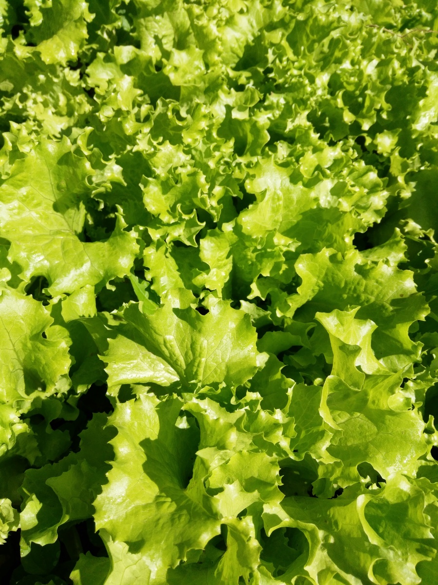 夏至时节的 生菜 - 一莲有梦 - 图虫网 - 优质摄影师交流社区