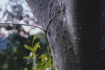 C7D6CE91-E706-40F7-BE8F-3F434DC31958/L0/001