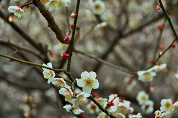 GSW_7831