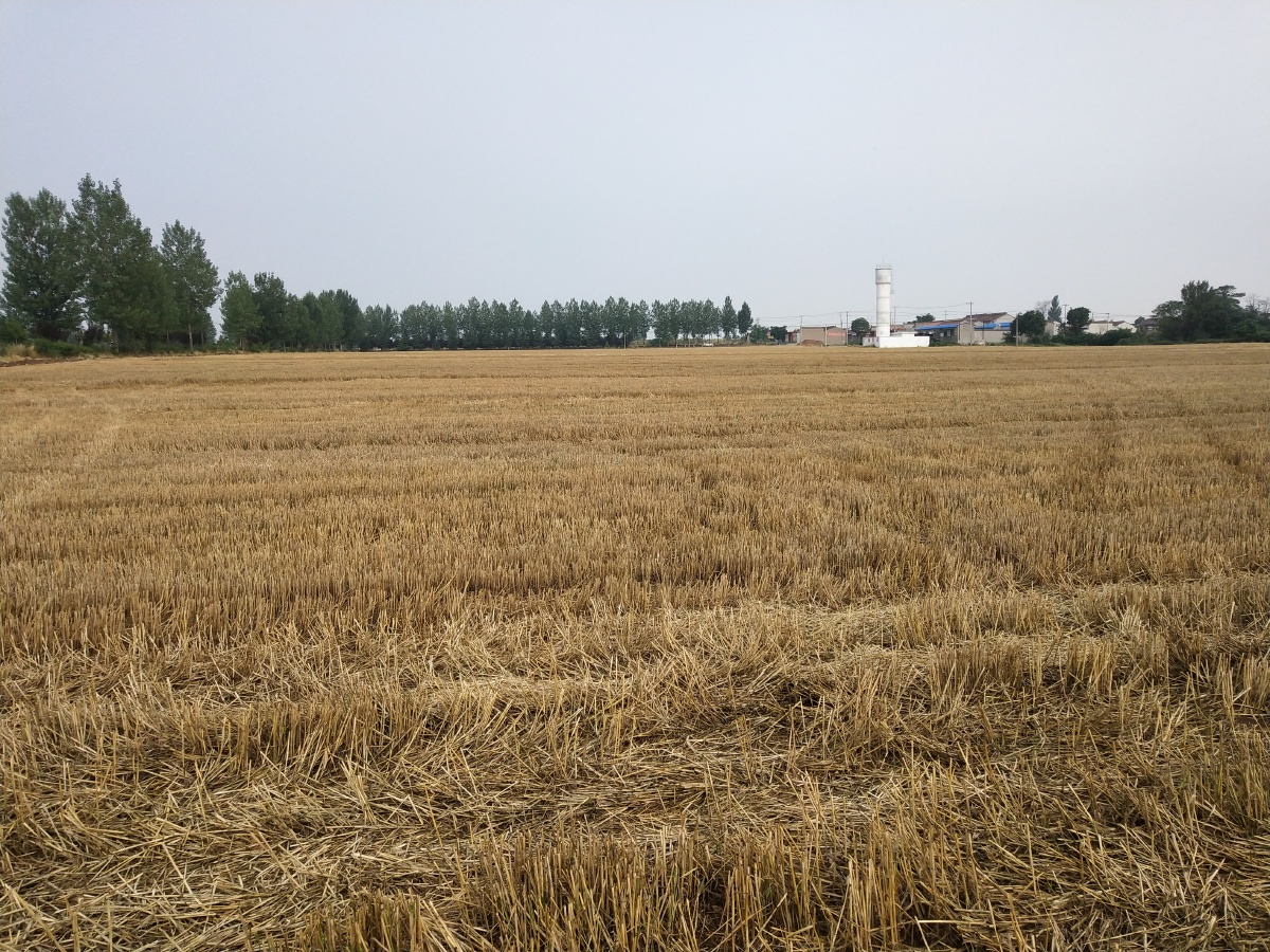 收割完的麦田