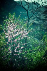 桃花盛开