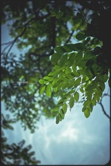 IMGP2466.jpg