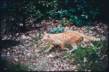 IMGP4401_