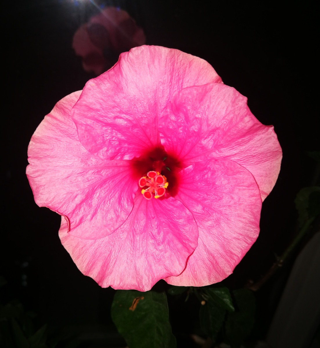 东海有树,名曰扶桑.