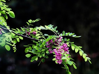 18C08AA9-D89F-4842-9A87-5A9F58D6A820/L0/001