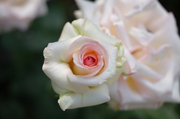 IMGP3581_HZP