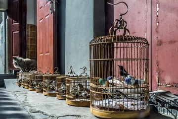 阳光下的鸟笼