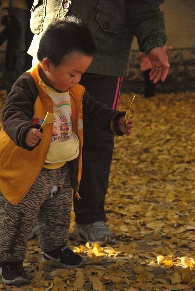 午后阳光暖暖的,奶奶看护着玩耍叶子的小小孩童,温馨的气氛也暖暖的不亚于今日的阳光。数叶子,1、2、3……好多好多叶子,数不清楚怎么办。