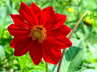 蜜蜂
