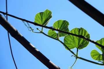 IMG_1166-